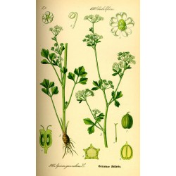 Celery Seed 250 gr