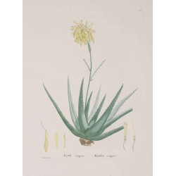 Aloes Poudre 250 gr
