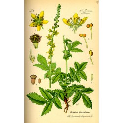 Agrimony 250 gr