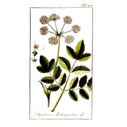 Angelica Root 250 gr