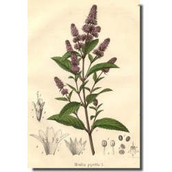 Peppermint 250 gr