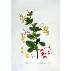 Barberry 250 gr