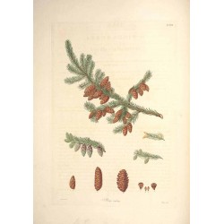 Épinette Rouge 250 gr
