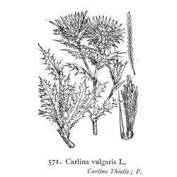 Thistle 250 gr