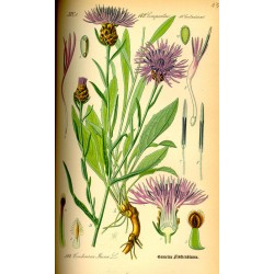 Meadow Knapweed 250 gr