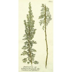 Southernwood 500 gr