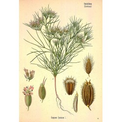 Cumin Seed 250 gr