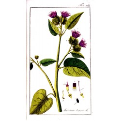 Bardane Racine 250 gr