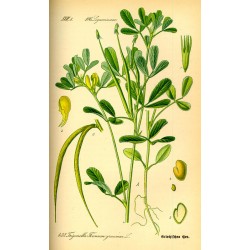 Fénugrec Grain 250 gr