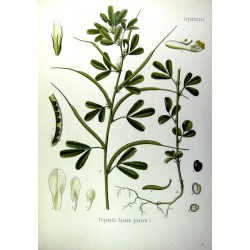 Ground Fenugreek 250 gr