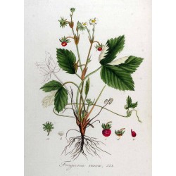 Woodland Strawberry 1 kg
