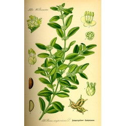French Boxwood 250 gr