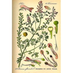 Fumeterre 250 gr