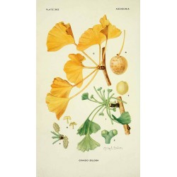 Gingko biloba- memoire