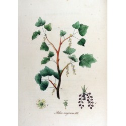 Cassis 250 gr