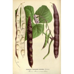 Common Bean 250 gr