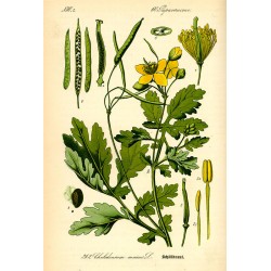 Celandine 250 gr