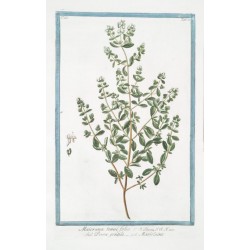 Marjoram 250 gr