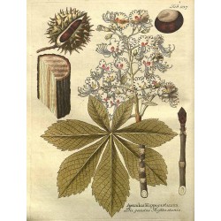 Chestnut Bark 250 gr