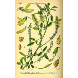 Yellow Sweet Clover 250 gr