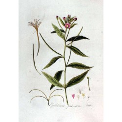 Hoary Willowherb 250 gr