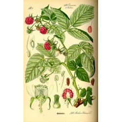 Framboisier 250 gr