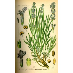 Lavender 250 gr