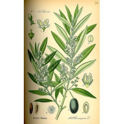 Olive Tree 250 gr