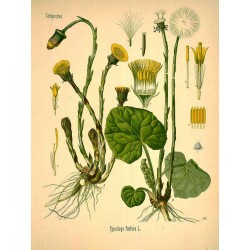 Coltsfoot Leaf 250 gr