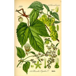 Houblon 250 gr
