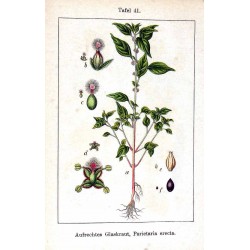 Pellitory 250 gr