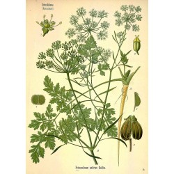 Parsley Leaf 250 gr