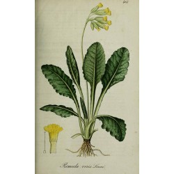 Primrose Root 500 gr