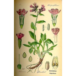 Lungwort 250 gr