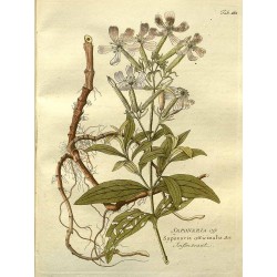 Soapwort Root 250 gr