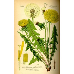 Pissenlit Feuille 250 gr