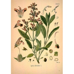 Sage Leaf 500 gr
