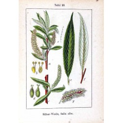 Saule Écorce (blanc) 250 gr
