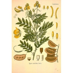 Senna 250 gr